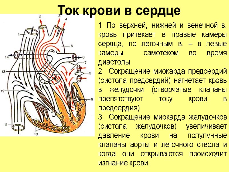Ток крови в сердце По верхней, нижней и венечной в. кровь притекает в правые